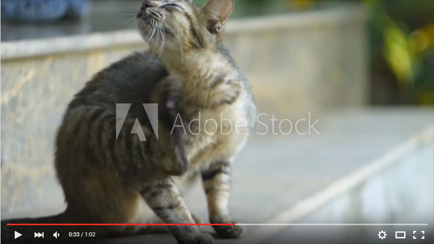 自社用の広告動画を作ってみた。